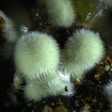 Kidwellita
2mm
(Autor: yowanni)