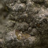 Luzonita
Campo de visión de 2 mm.
(Autor: Antonio Carmona)