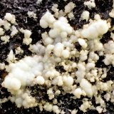Fluorapatito
Campo de visión de 12 mm
(Autor: Antonio Carmona)