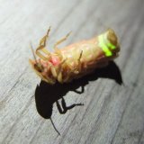 Luciérnaga "patas arriba"
(Autor: Emilio Téllez)