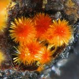 Ludlockita
Campo de visión 0,6 mm.
(Autor: Antonio P. López)