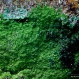 Malaquita pseudomórfica de Conichalcita.
6´756 x 4´635 mm.
(Autor: Jesus Franquesa Baucells)