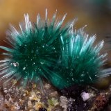 Malaquita
Campo de visión 2,1 mm
(Autor: Juan Miguel)