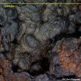Oxido de Manganeso
3´465 x 2´696 mm.
(Autor: Jesus Franquesa Baucells)