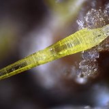 Mimetita
Campo de visión 2,8 mm.
(Autor: Juan Miguel)