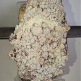 Alofana
7x4,5 cm.
(Autor: Adri Rodríguez)