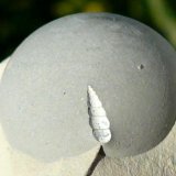 Ópalo (variedad menilito)
Diámetro: 1,5 cm. Fósil: 5 mm.
(Autor: nerofis2)