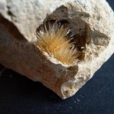 Aragonito
3 x 3 cm.
(Autor: javier ruiz martin)