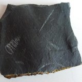Pizarra con Graptolites
5 x 3 cm.
(Autor: javier ruiz martin)