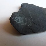 Pizarra con Graptolites
5 x 4 cm.
(Autor: javier ruiz martin)