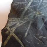 Pizarra con Graptolites
12 x 10 cm.
(Autor: javier ruiz martin)