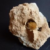 Aragonito
3 x 2 cm. el Aragonito
(Autor: javier ruiz martin)