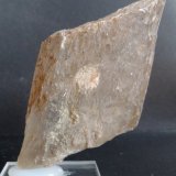 Yeso
7 x 3,5 x 2 cm.
(Autor: Felipe Abolafia)