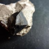 Dolomita (variedad teruelita) en yeso
1 cm, el cristal
(Autor: javier ruiz martin)