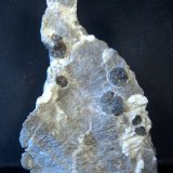 Yeso
7 x 10 x 2 cm.
(Autor: Felipe Abolafia)
