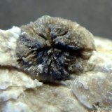 Yeso
7 x 10 x 2 cm.
(Autor: Felipe Abolafia)