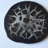 septaria
15 x 13 cm.
(Autor: javier ruiz martin)