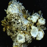 Celestina
4,5 x 5,5 x 2,5 cm.
(Autor: Felipe Abolafia)