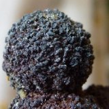 Siderita
5 x 4 cm.
(Autor: javier ruiz martin)