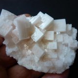 Halita
7 x 5 cm.
(Autor: javier ruiz martin)