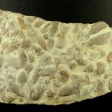 Lumaquela
20 x 7 x 2 cm.
(Autor: Felipe Abolafia)