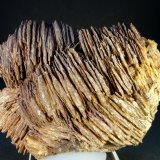 Celestina
6 x 4,5 x 2 cm.
(Autor: Felipe Abolafia)