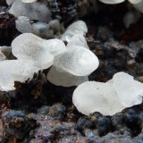 Smithsonita sobre Goethita
6 x 4 cm.
(Autor: javier ruiz martin)