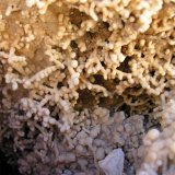 Calcita
Crecimientos de 1 cm.
(Autor: Miguel Ángel Martinez)