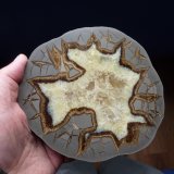 Calcita (variedad septaria)
16,5 x 14 cm.
(Autor: javier ruiz martin)