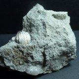 Pirita
7 x 6 cm.
(Autor: javier ruiz martin)