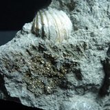 Pirita
7 x 6 cm.
(Autor: javier ruiz martin)