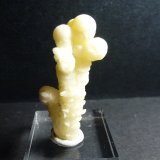 Aragonito
4 x 1,5 cm.
(Autor: javier ruiz martin)