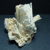 Celestina
5 x 4 cm.
(Autor: javier ruiz martin)