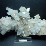 Celestina
15 x 7 cm.
(Autor: javier ruiz martin)