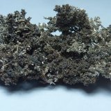Plata (variedad kongsbergita)
1,4 x 1 cm.
(Autor: javier ruiz martin)