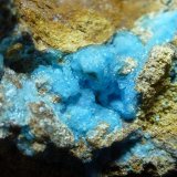 Alofana
6 x 4 cm.
(Autor: javier ruiz martin)