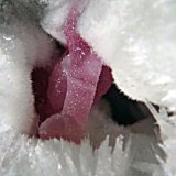 Calcita (variedad cobaltífera)
Ancho en el plano de enfoque 1,5cm
(Autor: Eloi)