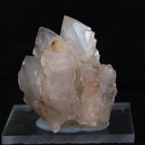 Celestina
4 cm. x 4.5 cm.
(Autor: Pedro Antonio)