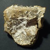Celestina
7 x 7 cm
(Autor: Frederic Varela)