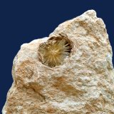 Aragonito
Grupo de cristales de 17 mm
(Autor: Antonio Carmona)