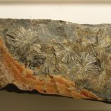 Parasymplesita y arseniosiderita
8 x 4 cm.
(Autor: Echevarria)