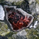 Perroudita.
Campo de visión 0,8 mm
(Autor: Juan Miguel)