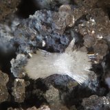 Phosphohedyphana
fov 1.8 mm
(Autor: Jordi Fabre)