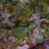 Piromorfita.
5´857 x 4´374 mm
(Autor: Jesus Franquesa Baucells)