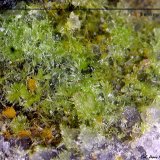 Piromorfita.
3´696 x 2´608 mm.
(Autor: Jesus Franquesa Baucells)