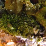 Piromorfita.
5´784 x 4´132 mm.
(Autor: Jesus Franquesa Baucells)