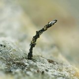 Plata
Campo de visión de 4 mm.
(Autor: Antonio Carmona)