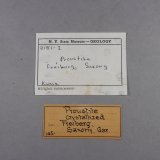 _Proustita etiqueta
2,3 x 2,1 x 1,4 cm.
(Autor: J. G. Alcolea)