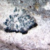 Roedderita.
1´668 x 1´379 mm.
(Autor: Jesus Franquesa Baucells)