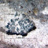 Roedderita.
1´668 x 1´379 mm.
(Autor: Jesus Franquesa Baucells)